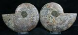 Dark Cut and Polished Ammonite Pair #8014-1